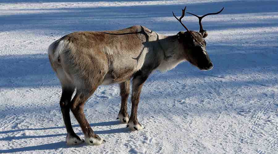 Climate change has affected the reindeer population