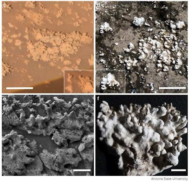 Silica deposits. On the left Mars, on the right Earth. Photo Arizona State University