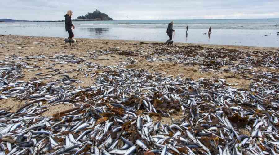 Thousands of dead fish on Cornish beaches